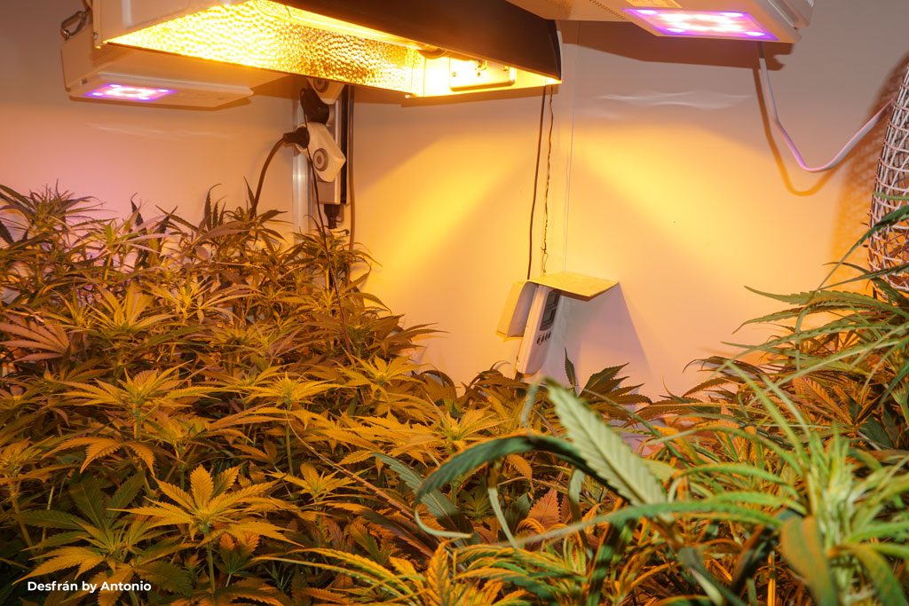 Grow lights PAR PPFD Wattage and DLI Dutch Passion UK