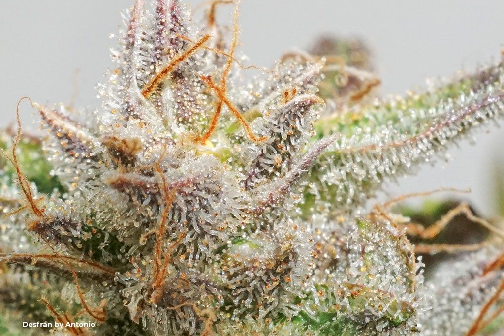 Desfran trichomes clear cloudy amber resinous frosty bud sativa dominant cannabis