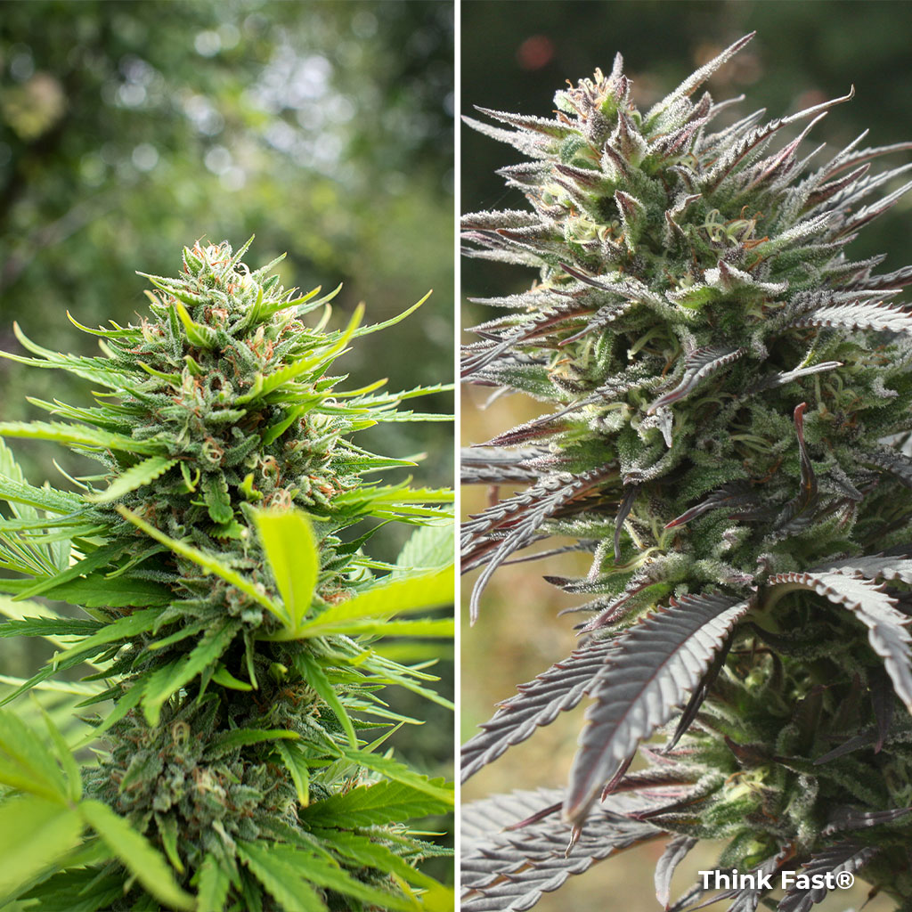Think Fast grown outdoors