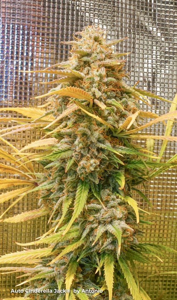 Auto Cinderella Jack extreme thc autoflower cannabis seeds budshots feminized autoflowering plant