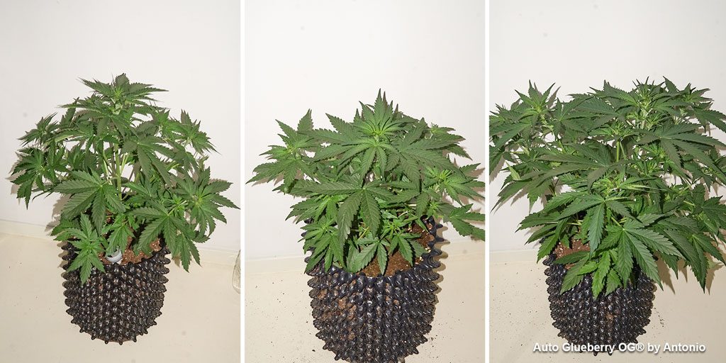 Auto Glueberry OG autoflower cannabis seeds vegetative phase airpot indoorgrow big plants