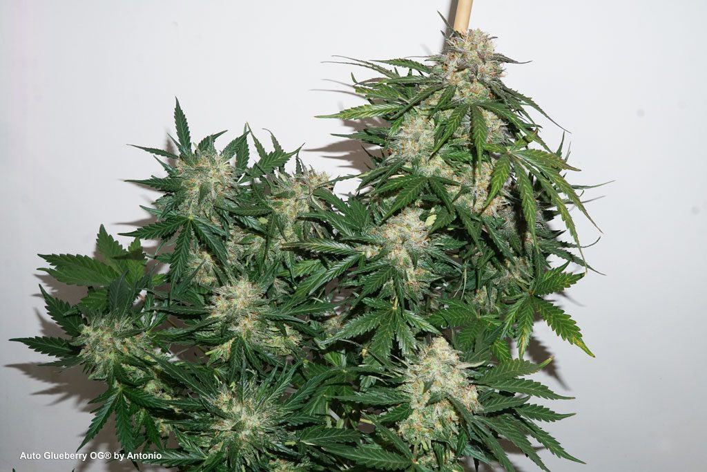 Auto Glueberry OG flower bud plant seed indoor weed natural grow review report