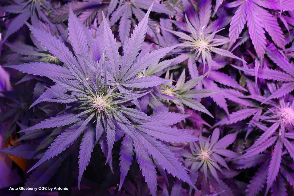 Auto Glueberry OG grow report autoflower by Dutch Passion cannabis seeds
