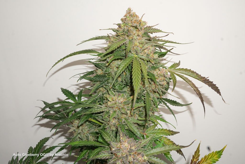 Auto Glueberry OG grow report autoflower cannabis seeds autoflowering big bud frosty flowering