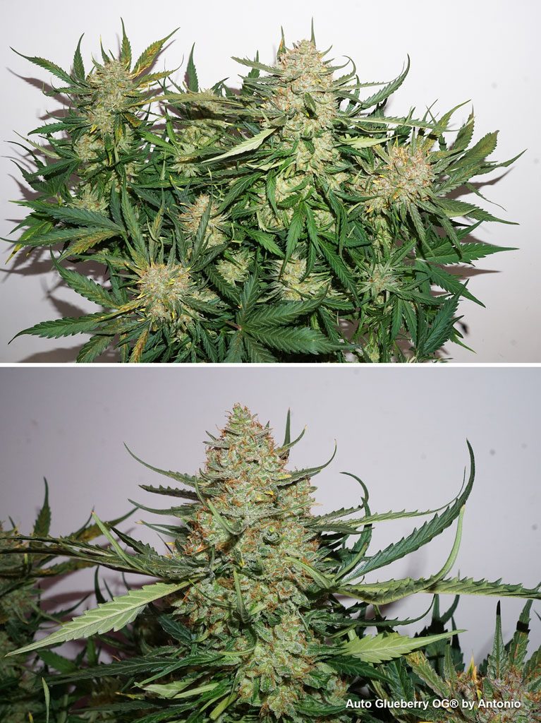 Auto Glueberry OG grow report cannabis seeds autoflowering weed ganja buds