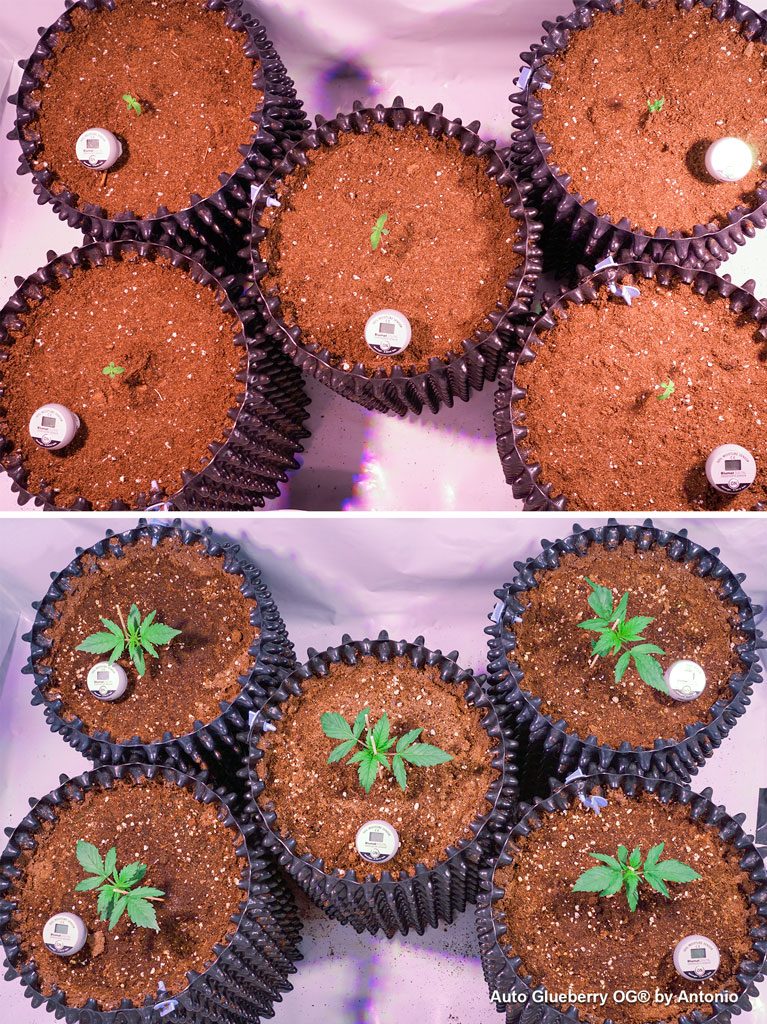 Auto Glueberry OG indoor autoflower cannabis seedlings germination led grow organic