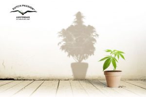 How to move your indoor cannabis plant outdoors