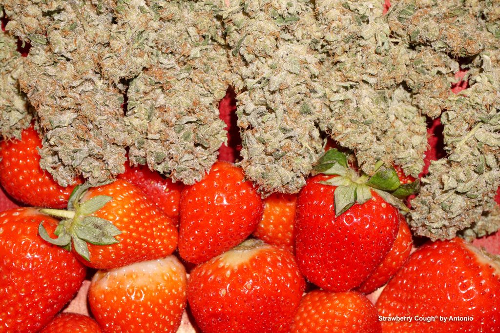 Red Strawberry Kush