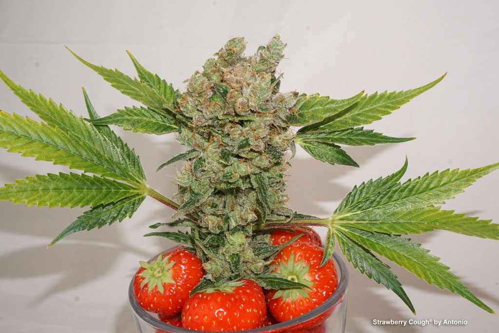 Strawberry Cough Weed