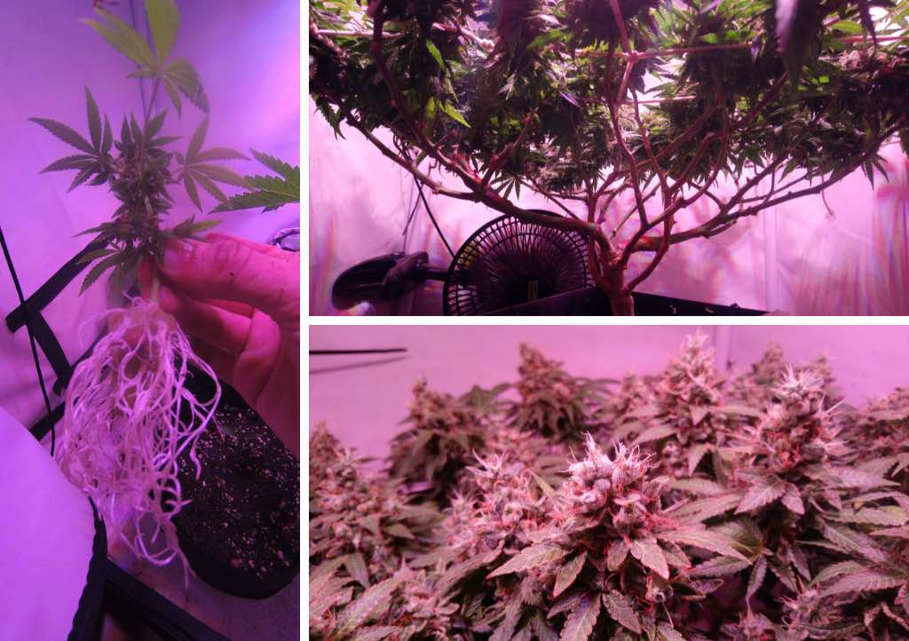 Monster cropping cannabis step-by-step guide