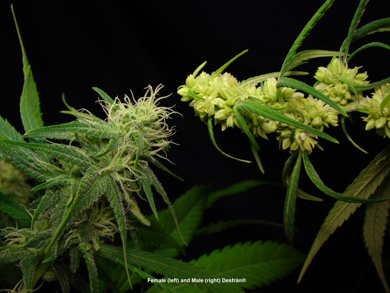 Female and male Desfrán cannabis plants in flowering