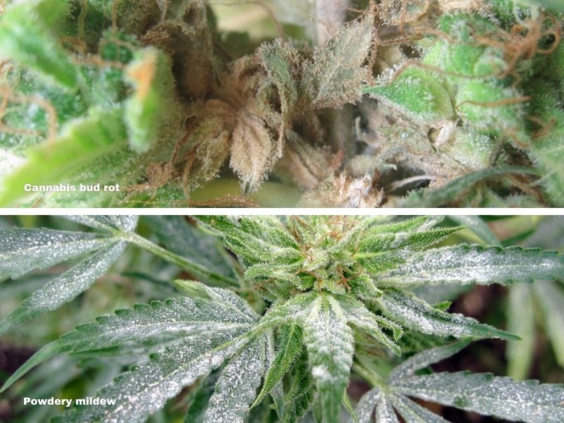 Flowering cannabis bud rot and powdery mildew due to high humidity