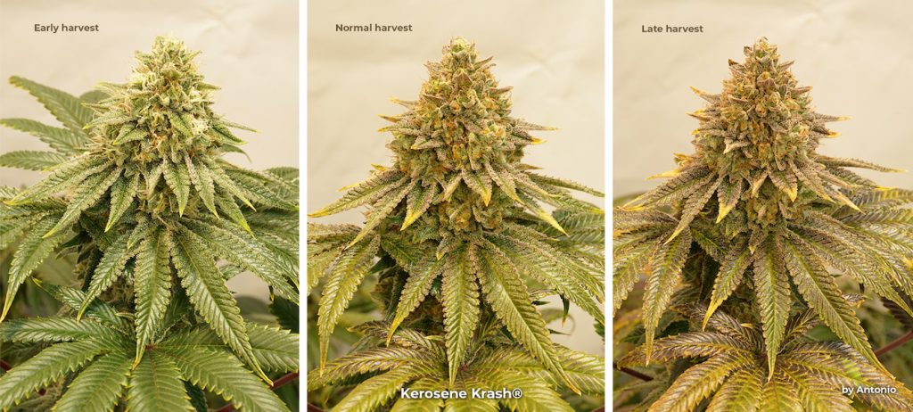 Kerosene Krash feminised cannabis seeds early vs normal vs late harvest