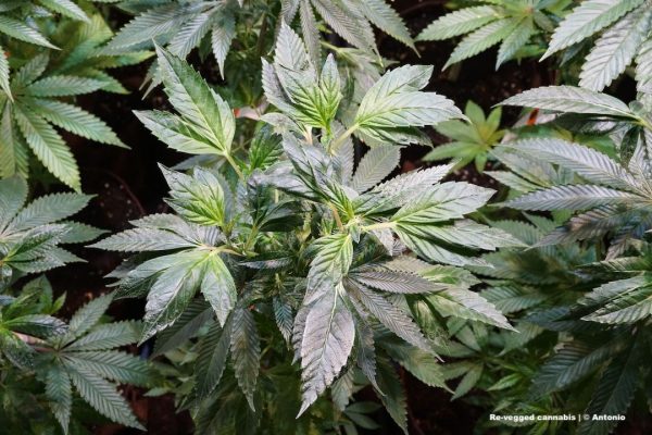 Cannabis regeneration: when and how to re-veg cannabis?