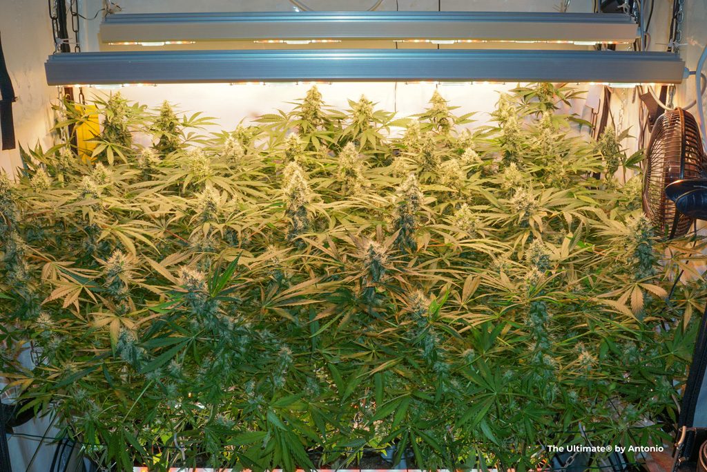 The Ultimate big buds huge flowers xxl yield massive plants indoor scrog