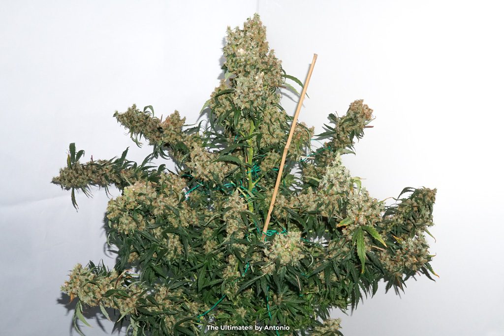The Ultimate dutch passion feminised seeds big plant long buds flowers insane yield