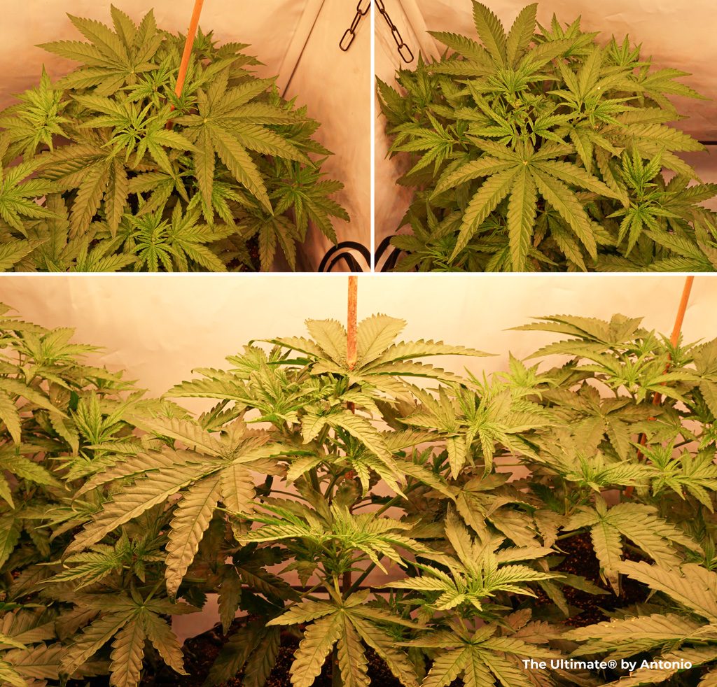 The Ultimate dutch passion feminised seeds green foliage veg mode ledgrown white spectrum big plants