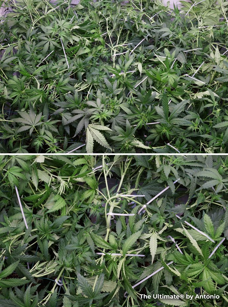The Ultimate dutch passion feminised seeds scrog technique bending cropping indoors