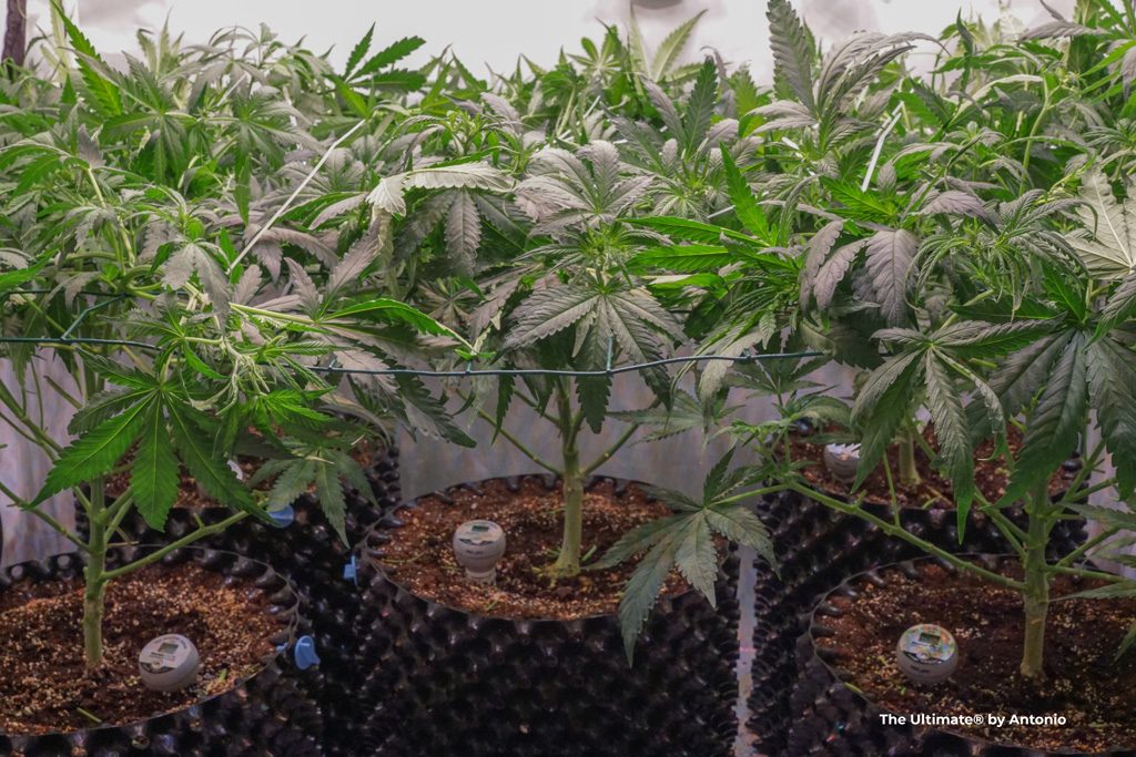 Types of containers for growing autoflowering cannabis