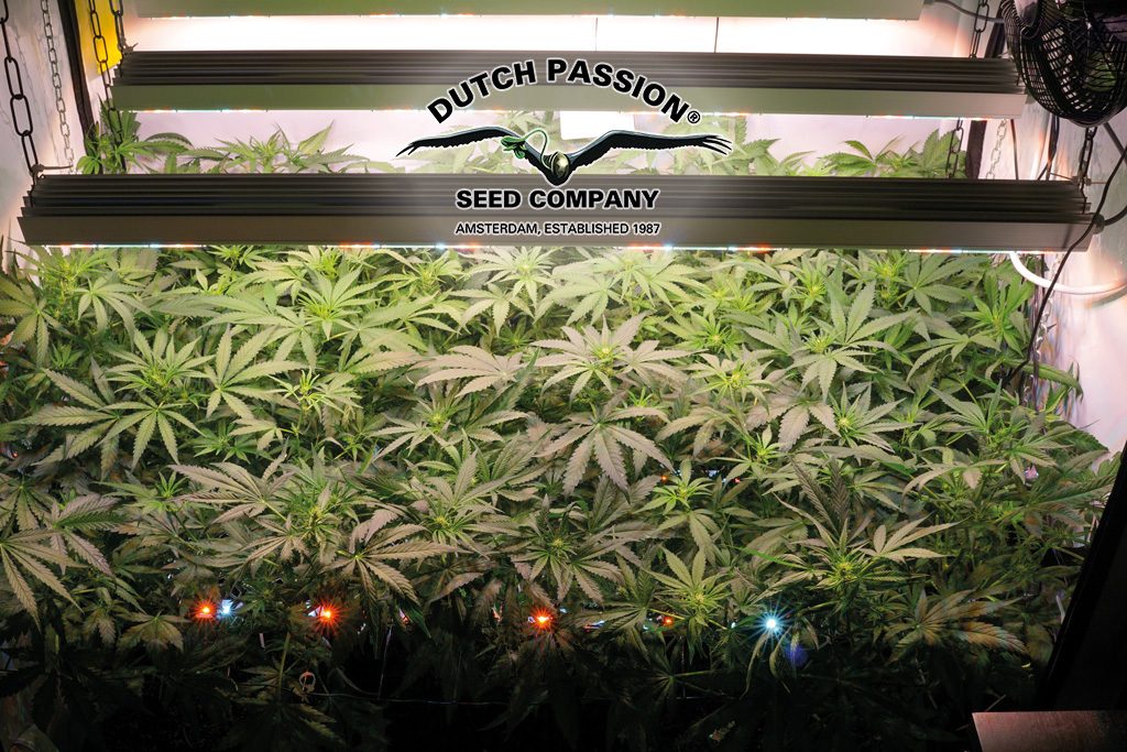 Best cannabis grow 2024 lights 2021