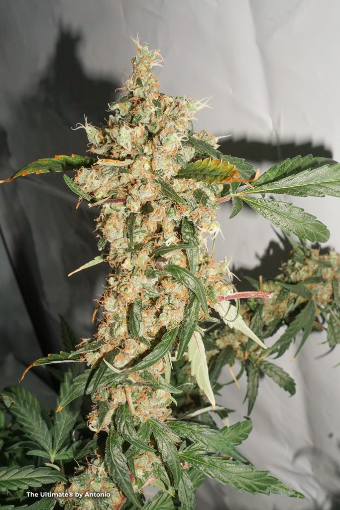 The Ultimate feminised cannabis seeds grow report Antonio frosty bud trichomes thc easy trim