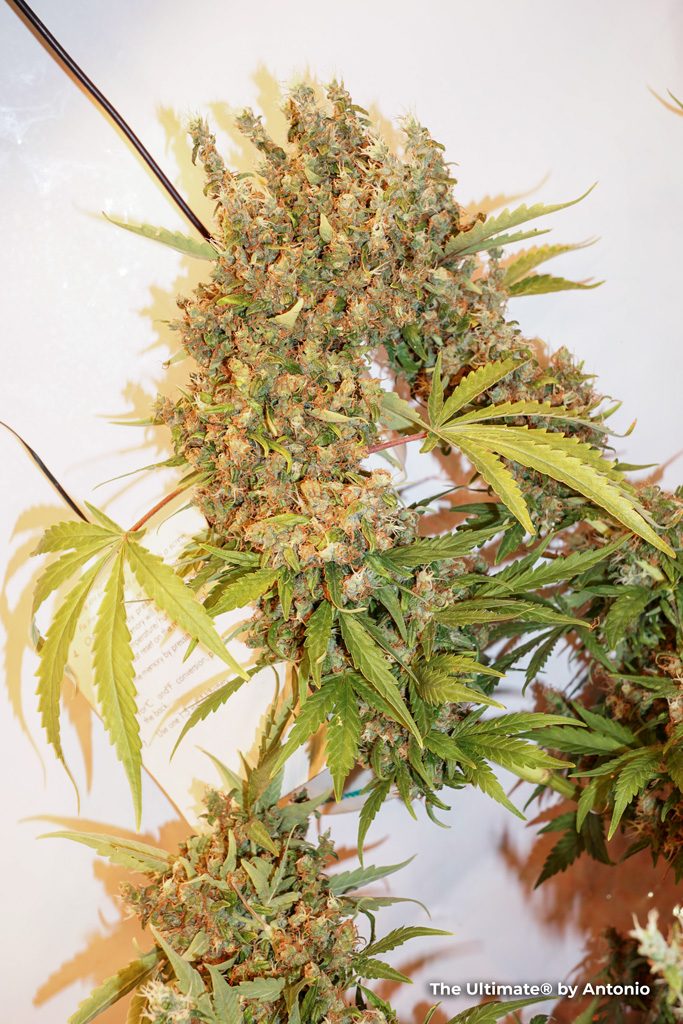 The Ultimate feminised seeds foxtails long bud heavy frosty sticky weed cannabis budshot