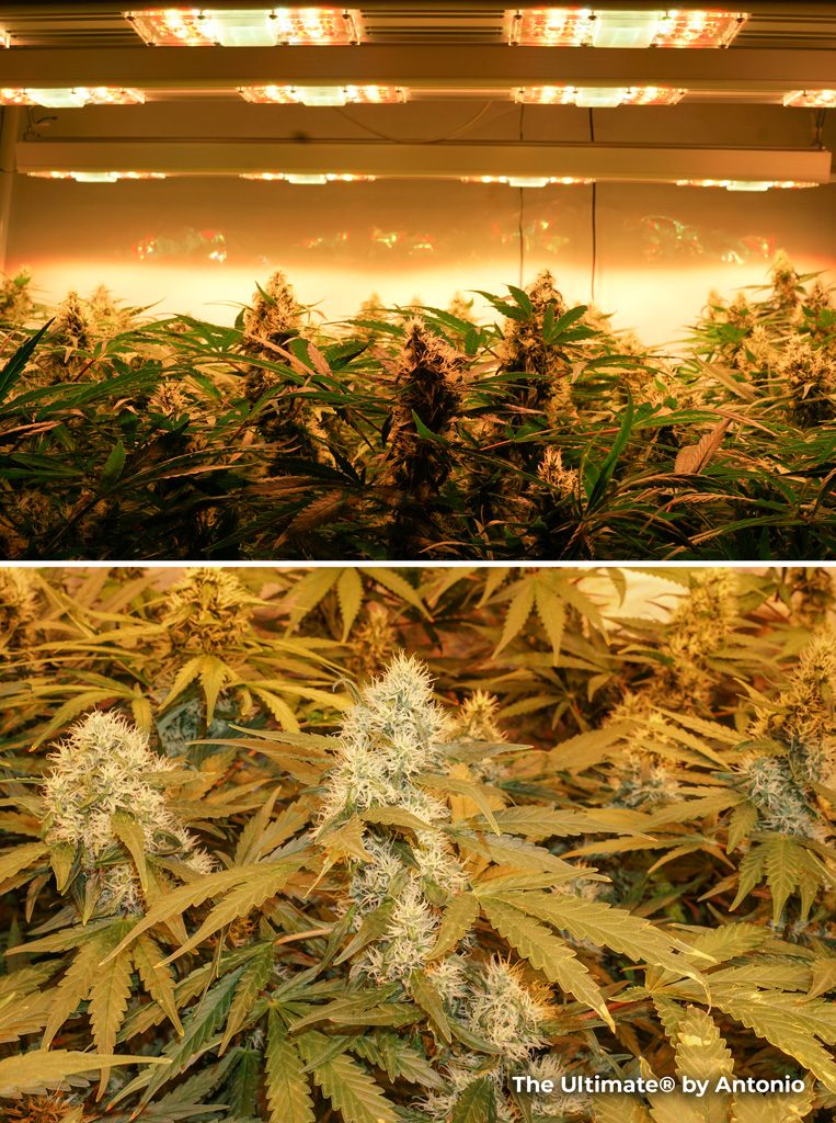 The Ultimate feminised seeds grow report Antonio ledgrown sanlight s4w indoor weed organic cannabis