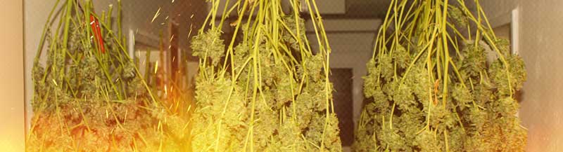 Hot climate cannabis drying and curing tips