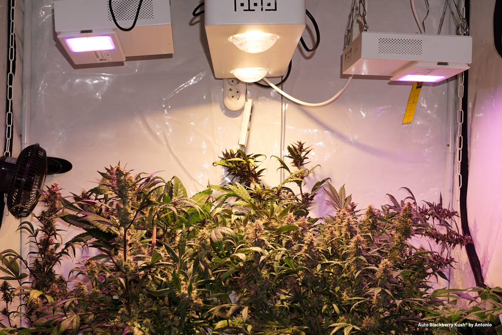 Auto Blackberry Kush grown from seed to harvest within 11 weeks under LED grow lights.