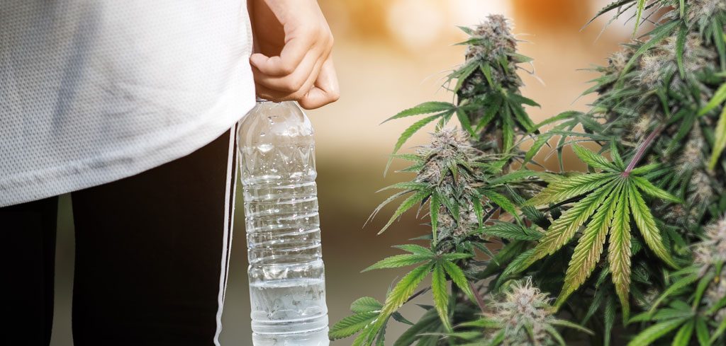 Bottled water for your cannabis plants