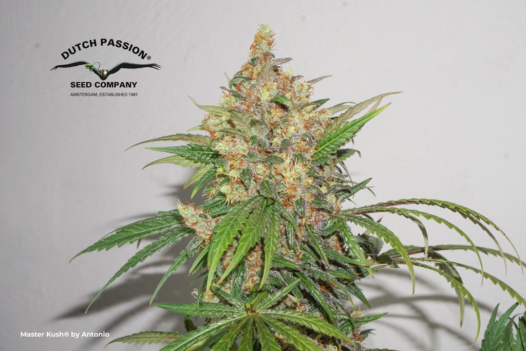 Master Kush by Antonio grow review blog post dutch passion cannabis seeds feminized weed ganja