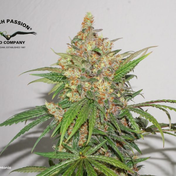 Master Kush by Antonio grow review blog post dutch passion cannabis seeds feminized weed ganja