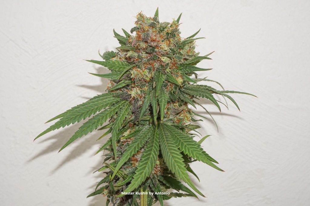 Master Kush by Antonio grow review dutch passion cannabis seeds bud shot flower indoor led grown bud