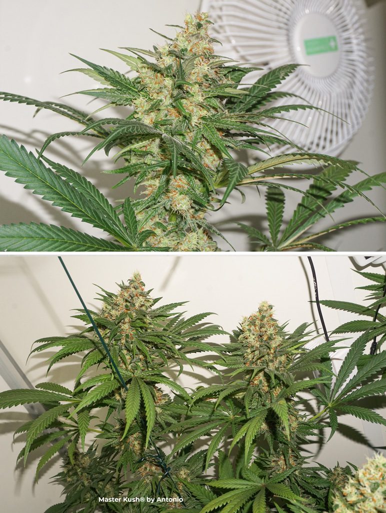 Master Kush dutch passion cannabis seeds feminized buds flowers end of flowering