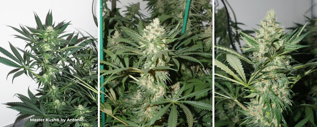 Master Kush dutch passion cannabis seeds flowering phase long buds big flowers indoor led grown weed