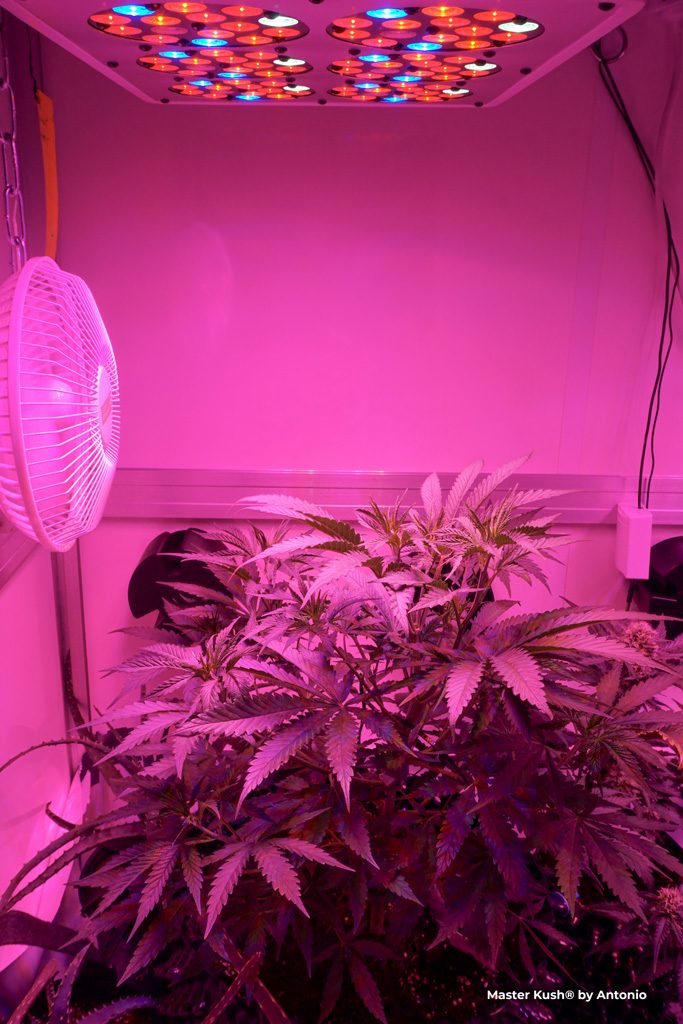 Master Kush dutch passion cannabis seeds led grow indoor weed veg period purple spectrum growlight