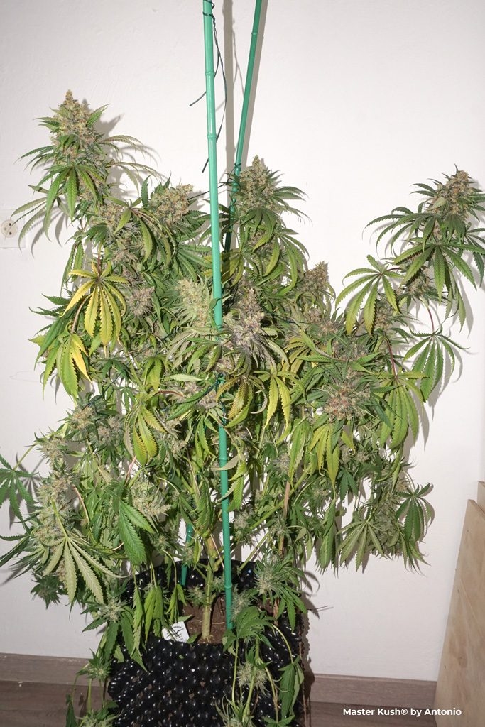 Master Kush dutch passion cannabis seeds one plant grow big tree massive buds long flowers stacking potent resinous