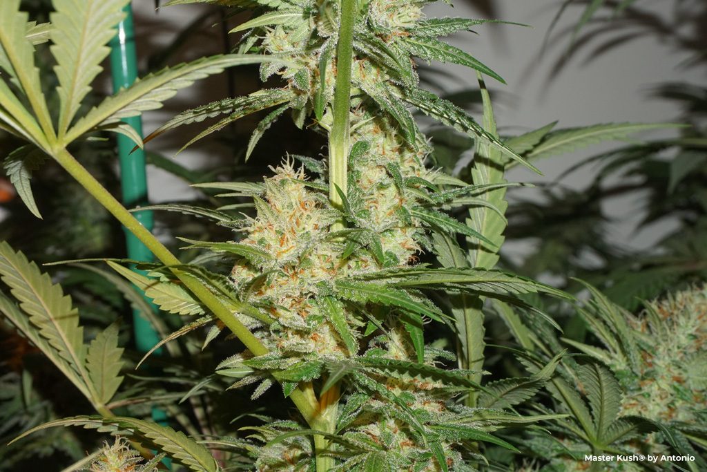 Master Kush dutch passion feminized seeds indoor popcorn buds frosty resinous trichomes