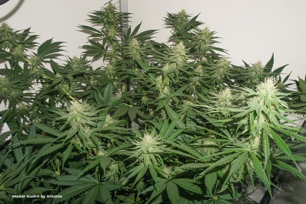 Master Kush dutch passion seed company flowering cannabis seeds weed pictures frosty buds