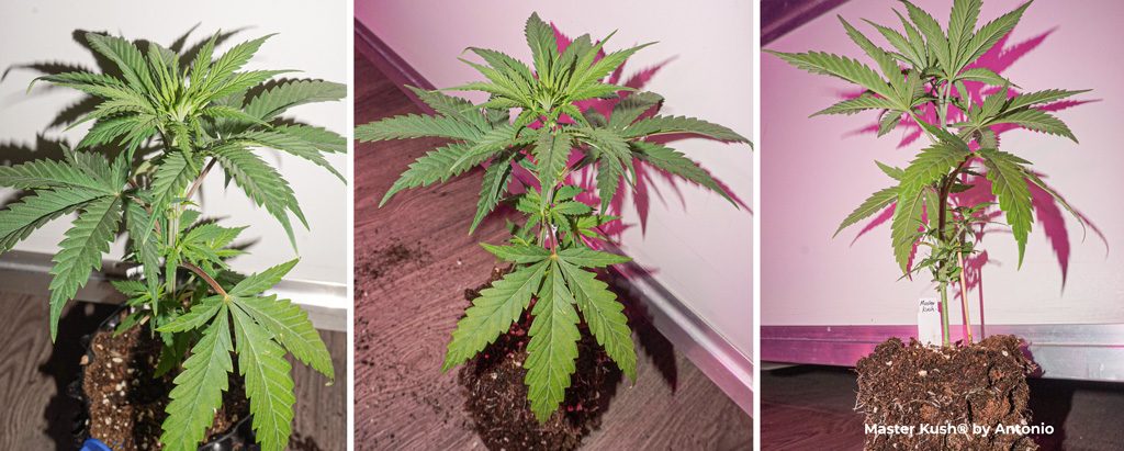 Master Kush feminized cannabis seeds seedlings indoor grow airpot veg phase