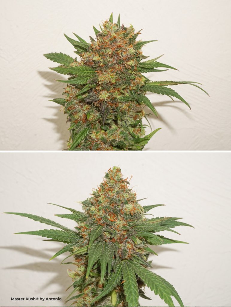 Master Kush seeds macro budshots indoor plants weed pictures highthc potent resinous colourful