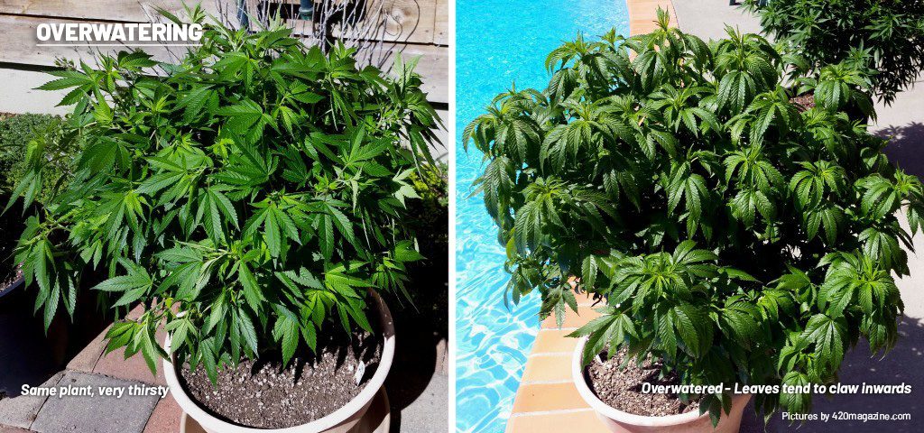 Overwatering cannabis plants curled down leave tips limp wilted