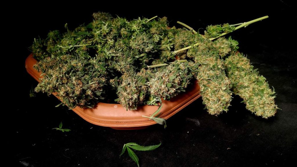 Amsterdam Amnesia freshly harvest cannabis buds before drying