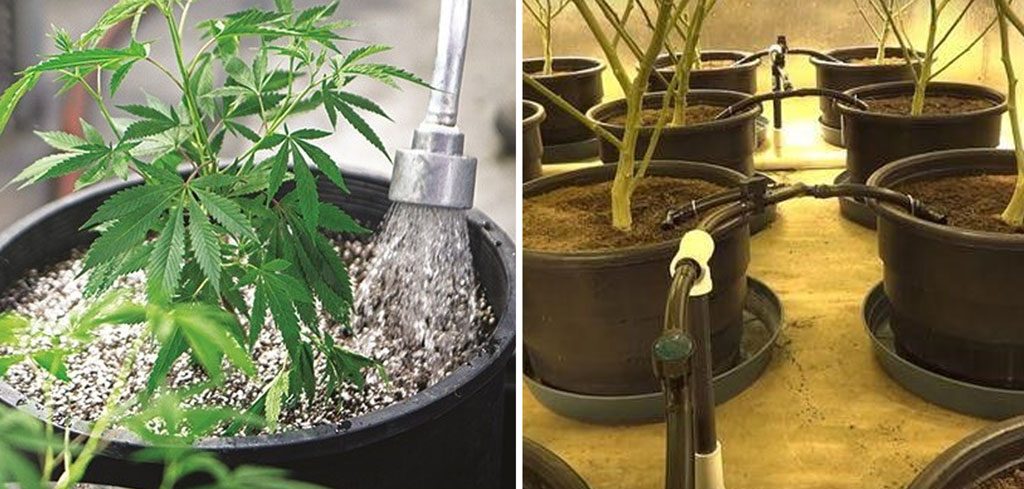 hand watering vs self watering system cannabis dutch passion seed company