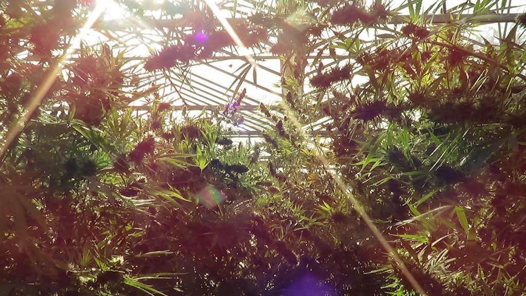 watering cannabis plant during flowering fase Frisian Dew indoor greenhouse dutch passion