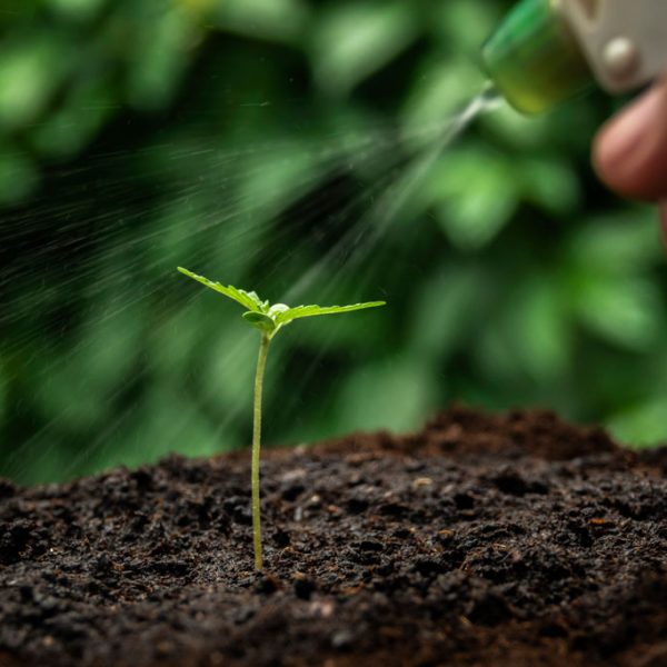 watering cannabis seedlings guide