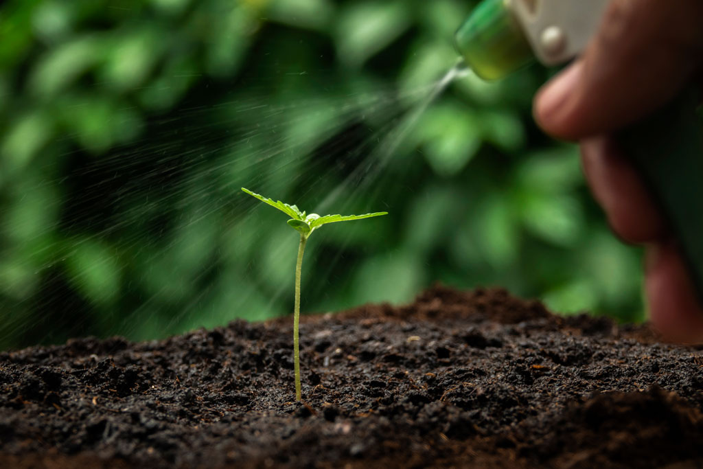 watering cannabis seedlings guide