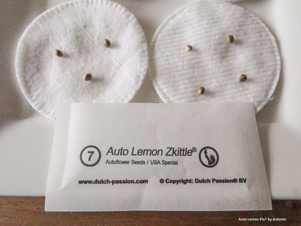 Auto Lemon Kix by Dutch Passion cotton pad germination technique