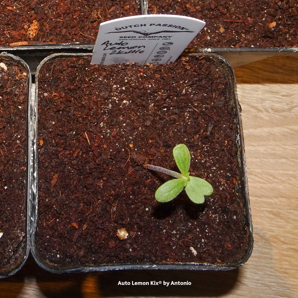 Auto Lemon Kix by Dutch Passion seedling cotyledon leaves unique trait club shape heart weed plant