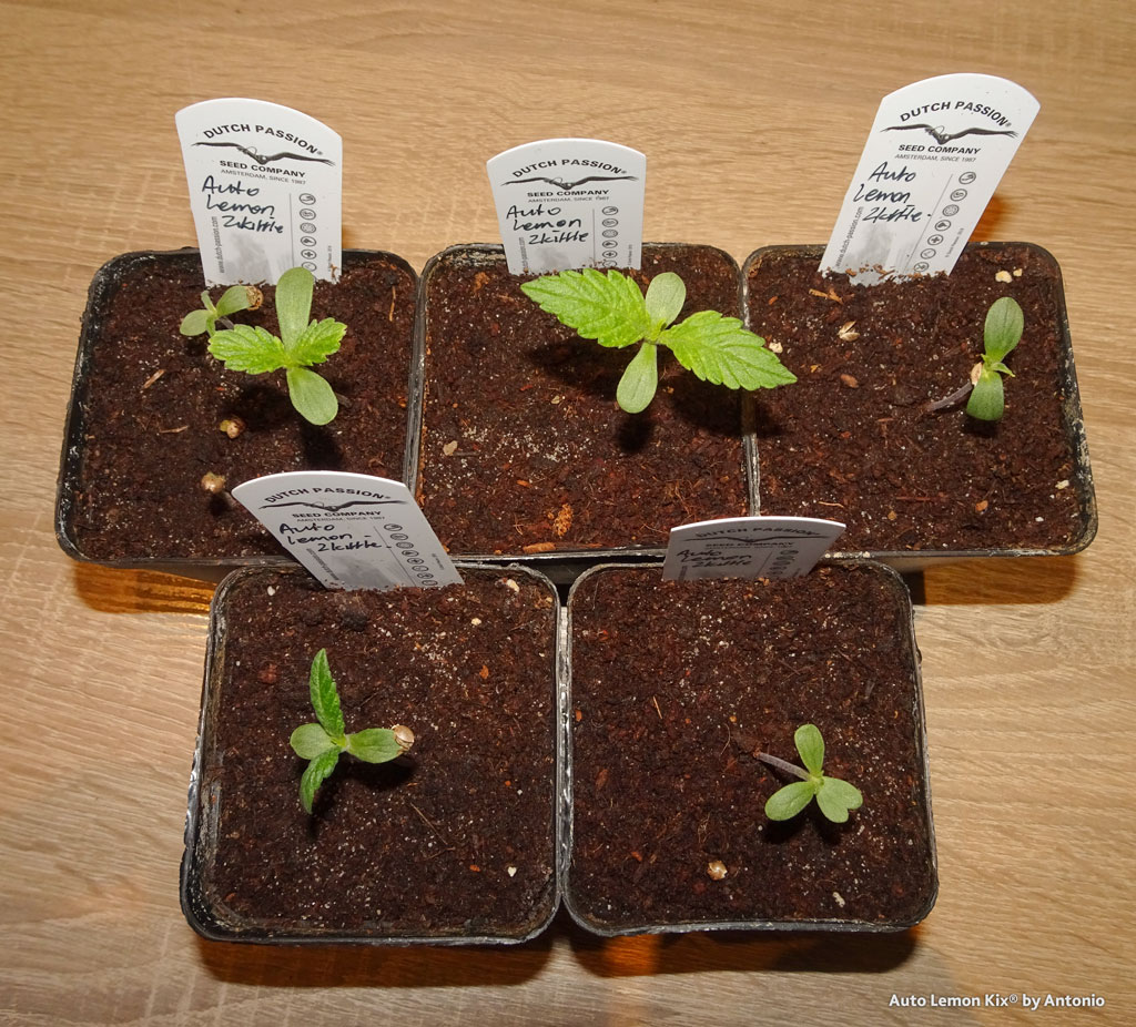 Auto Lemon Kix by Dutch Passion seedlings veg stage phase young plants